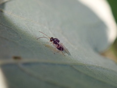 Synergini