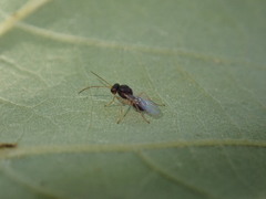 Synergini