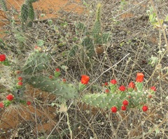 Tacinga palmadora