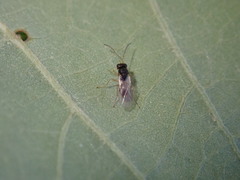 Synergini