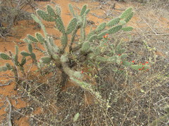 Tacinga palmadora