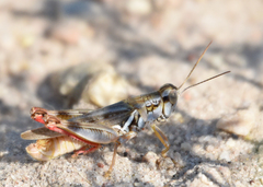 Melanoplus angustipennis