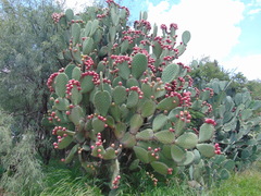 Opuntia streptacantha