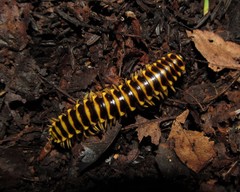 Appalachioria separanda