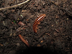 Appalachioria separanda