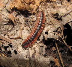 Pseudopolydesmus canadensis
