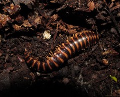 Appalachioria separanda