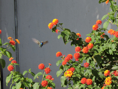 Cynanthus latirostris