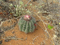 Melocactus zehntneri
