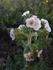 Phacelia ixodes