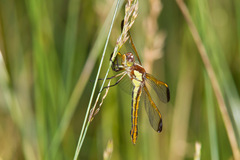 Libellula flavida