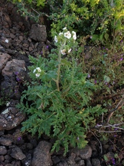 Phacelia ixodes