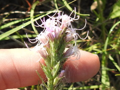 Liatris punctata mucronata