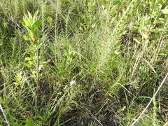 Liatris punctata mucronata