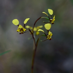 Diuris maculata