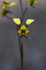 Diuris maculata