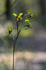Diuris maculata