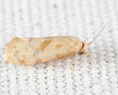 Platphalonidia magdalenae