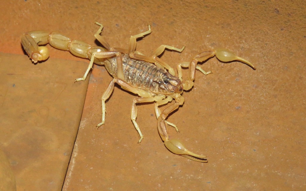 Buthus halius