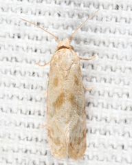 Platphalonidia magdalenae
