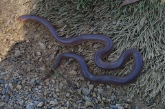 Cryptophis boschmai