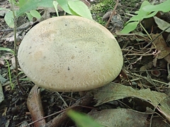 Caloboletus inedulis