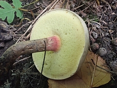 Caloboletus inedulis