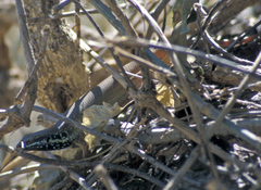 Trachylepis quinquetaeniata