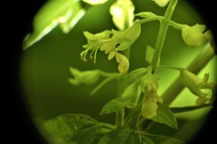 Teucrium bidentatum
