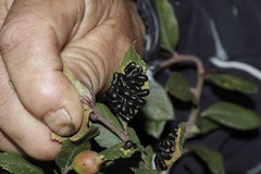 Monocesta ducalis