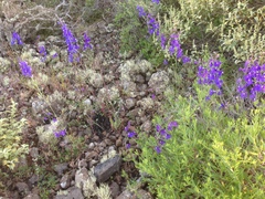 Delphinium parryi maritimum