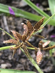 Cyperus diandrus
