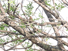 Turdus grayi