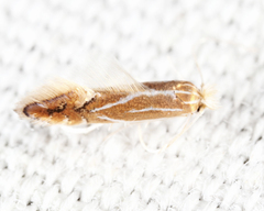 Phyllonorycter basistrigella