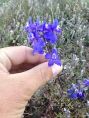 Delphinium parryi maritimum