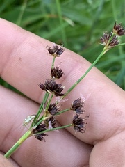 Juncus nevadensis