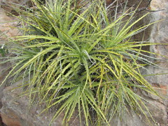 Encholirium spectabile