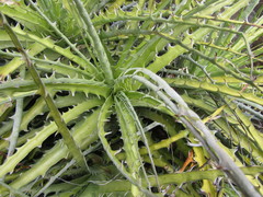 Encholirium spectabile