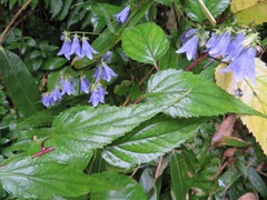 Adenophora remotiflora