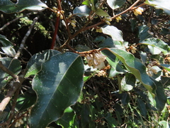 Elaeagnus thunbergii