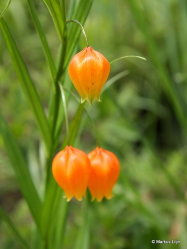 Sandersonia aurantiaca Hook.