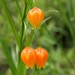 Chinese-Lantern Lily - Photo (c) markus lilje, some rights reserved (CC BY-NC-ND), uploaded by markus lilje