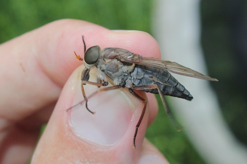 Devoted Horse Fly photo 3