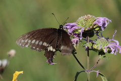 Papilio polyxenes