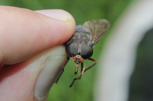 Devoted Horse Fly photo 4