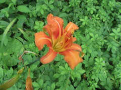 Hemerocallis fulva kwanso