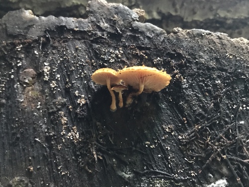 Agaricineae (Photo 2 of 4)