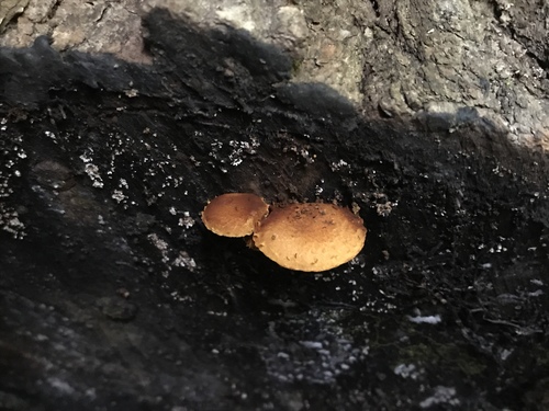 Agaricineae