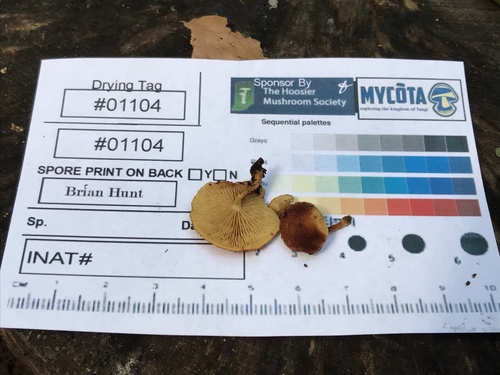Agaricineae (Photo 4 of 4)