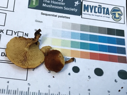 Agaricineae (Photo 3 of 4)